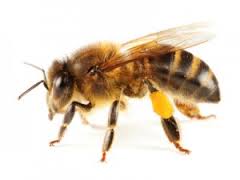 une abeille